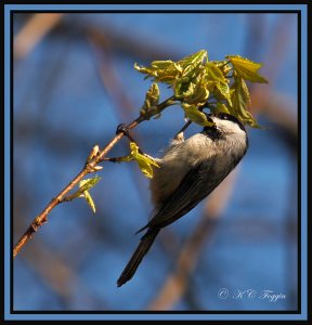 Nest builder