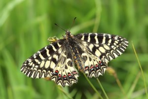 Southern Festoon