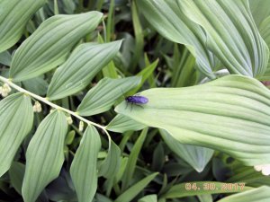 Soloman`s Seal Sawfly