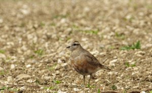 Dotterel