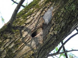 Nuthatch