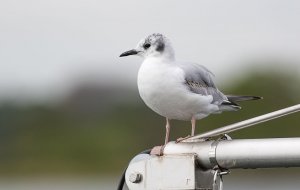 Bonaparte's Gull - A Long Way From Home