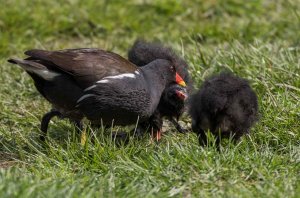 Family of Moorhens