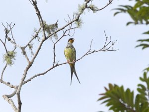 Swallow-tailed Cotinga