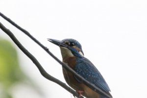 kingfisher