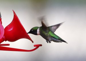 Ruby-throated Hummingbird