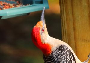 Red-bellied Woodpecker