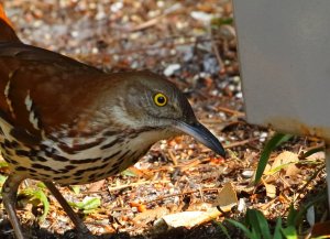 Brown Thrasher