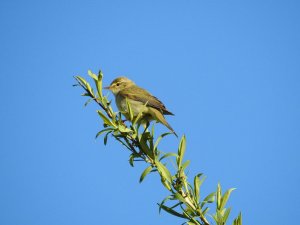 Bonellis Warbler