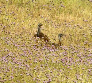 Great Bustards