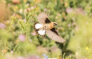 Female Black-Eared Wheatear