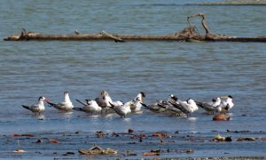Assorted terns