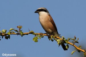 Red-backed Shrike