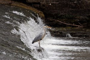 grey heron on a weir at west tanfield