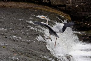 grey heron climbing the  weir at west tanfield (5)