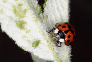 harlequin ladybird eating greenfly in my garden