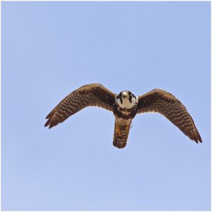 Aplomado Falcon