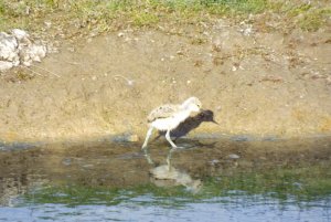 Avocet chick!!