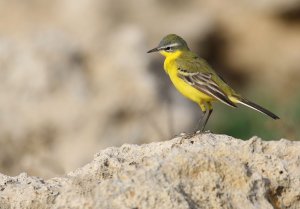 Blue Headed Wagtail
