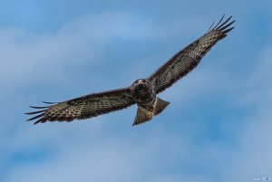 Buzzard on the wing.