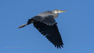 Heron