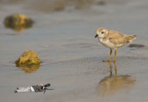 Giant Radioactive Piping Plover