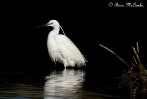 Little Egret.Digiscoped.