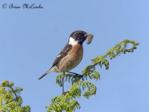 "Bon Appetit".Male Common Stonechat.Digiscoped.