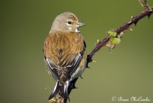 Male Common Linnet.Digiscoped.