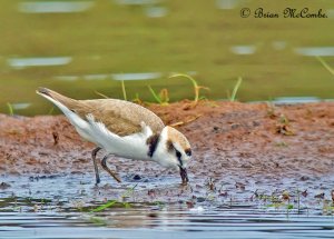 Male Kentish Plover.Digiscoped.