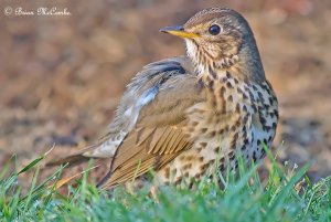 Song Thrush.Digiscoped.