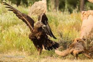 Fox Fights Golden Eagle