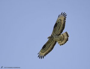 European honey buzzard - Buteo vespeiro