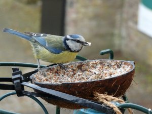 blue tit munchies