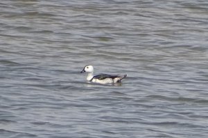 Cotton pygmy-Goose