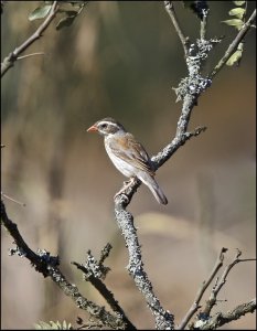 Collared Warbling-Finch (female)