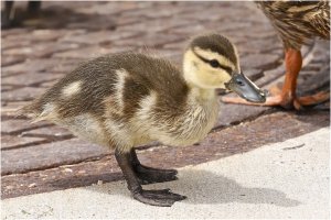Mottled Duck (duckling)