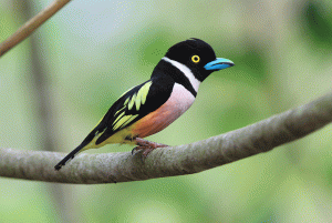 Black-and-Yellow Broadbill