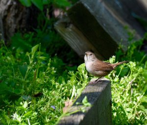 Backyard House Wren