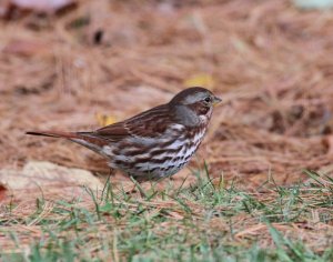 Fox Sparrow