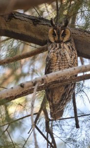 Long-eared Owl