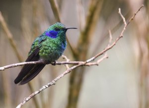 Lesser Violetear