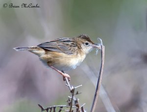 "House Building".Zitting Cisticola or Fan-Tailed Warbler.Digiscop