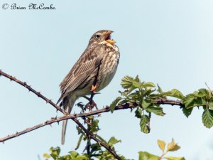 "Full Throttle".Corn Bunting.Digiscoped.