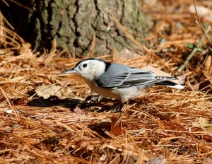 White-breasted Nuthatch