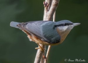 Eurasian Nuthatch.Digiscoped.