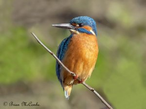 Common Kingfisher.Digiscoped.