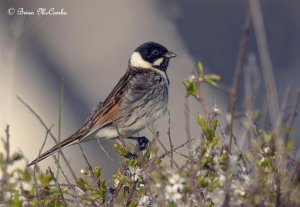 "The Statue".Male Common Reed Bunting.Digiscoped.