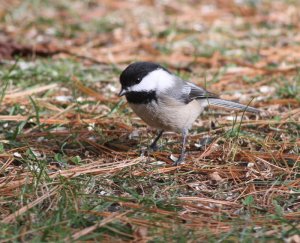 Black-cappped Chickadee