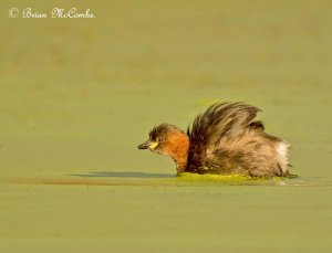 "Full Steam Ahead.Little Grebe.Digiscoped.